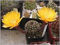 lobivia_arachnacantha