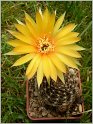 lobivia_arachnacantha_2