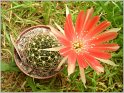 lobivia_arachnacantha_3