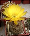lobivia_arachnacantha_4