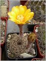lobivia_arachnacantha_5