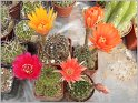 lobivia_arachnacantha_6