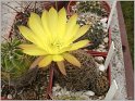lobivia_arachnacantha_var_sulphurea