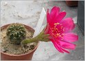 lobivia_arachnacantha_var_torrecillasensis