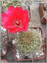 lobivia_backebergii_var_oxyalabastra_1