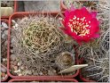 lobivia_backebergii_var_oxyalabastra_2