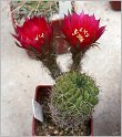 lobivia_backebergii_var_oxyalabastra_3