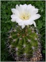 lobivia_caineana_var_albiflora