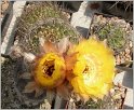 lobivia_chrysantha