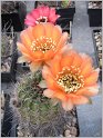 lobivia_chrysantha_dragai