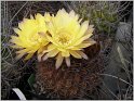 lobivia_chrysochete_var_tenuispina