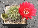 lobivia_cinnabarina_f_tarabucoensis_kk770