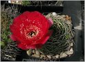 lobivia_cinnabarina_var_prestoana