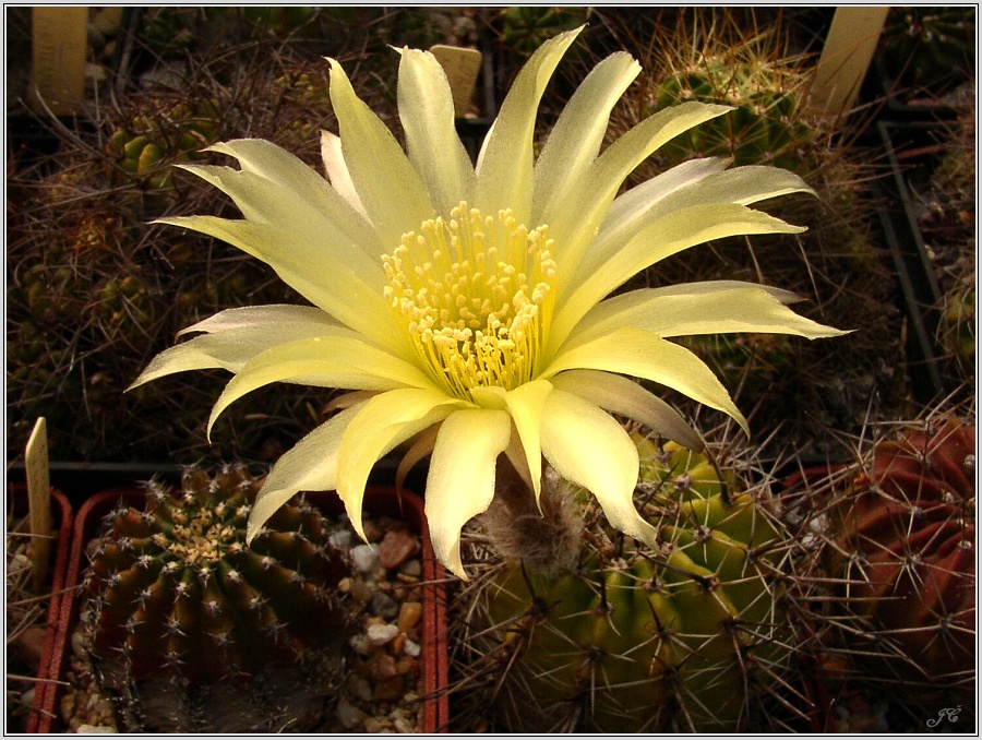 lobivia_aurea_f_nigra_n_n.jpg