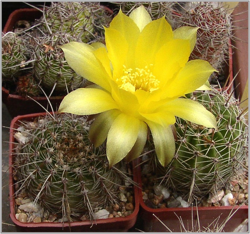 lobivia_aurea_var_cordobensis_1.jpg