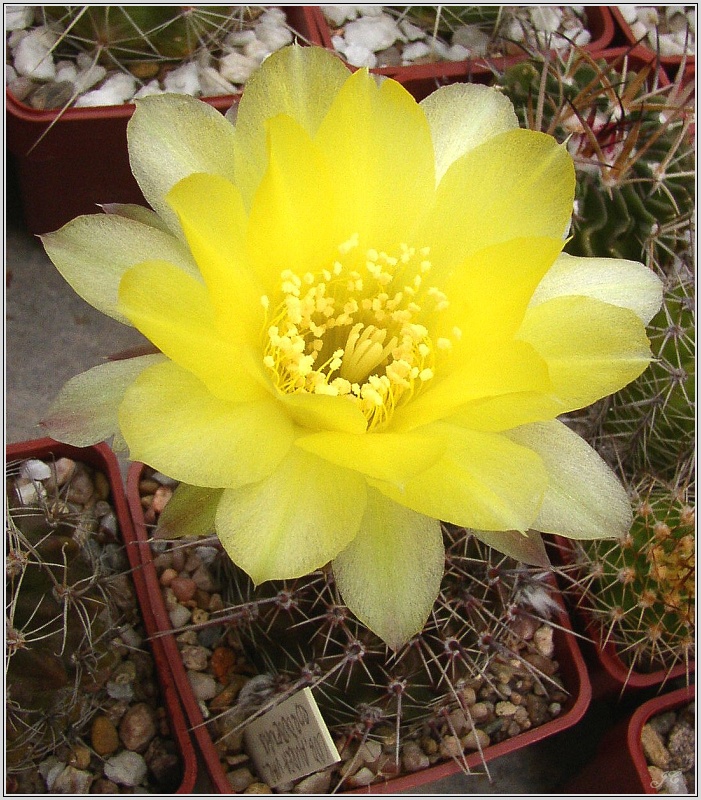 lobivia_aurea_var_cordobensis_2.jpg
