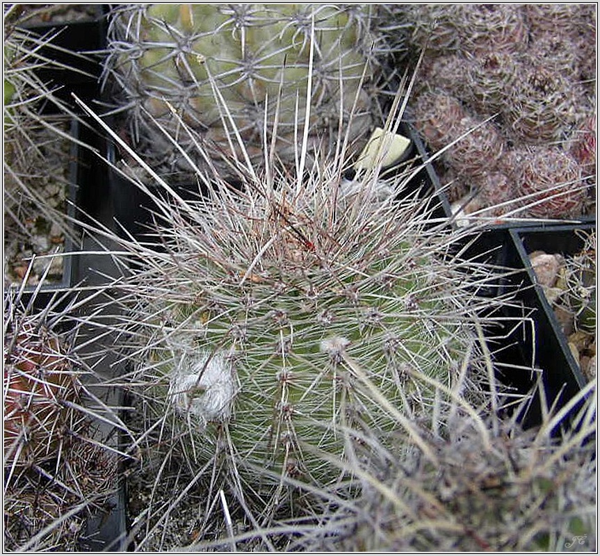 lobivia_aurea_var_quinesensis_wr112.jpg
