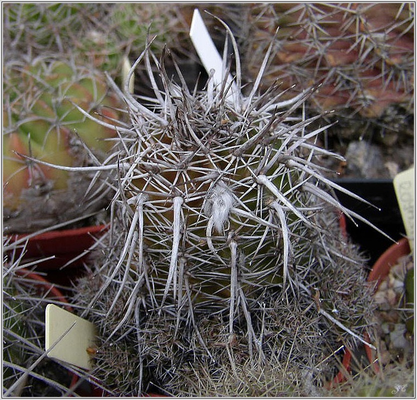 lobivia_aurea_var_tortuosa_wr711e.jpg