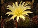 lobivia_aurea_f_nigra_n_n