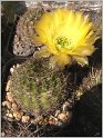 lobivia_aurea_hybrid