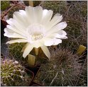 lobivia_aurea_var_albiflora