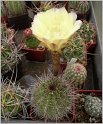 lobivia_aurea_var_callochrysea