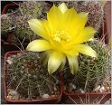 lobivia_aurea_var_cordobensis_1