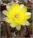 lobivia_aurea_var_cordobensis_2