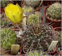 lobivia_aurea_var_cordobensis_3