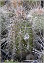 lobivia_aurea_var_depressicostata_fr18