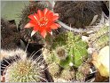 lobivia_aurea_var_dobeana_wr527-1