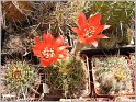 lobivia_aurea_var_dobeana_wr527-2