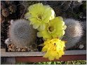 lobivia_aurea_var_eucomalla_wr116-2