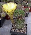 lobivia_aurea_var_fallax-1