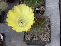 lobivia_aurea_var_fallax-2