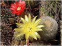 lobivia_aurea_var_leucomalla_wr116-1