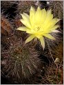 lobivia_aurea_var_quinesensis
