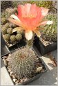 lobivia_aurea_var_quinesensis_hybrid