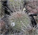 lobivia_aurea_var_quinesensis_wr112