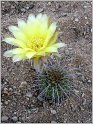 lobivia_aurea_var_robustior_p105