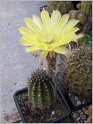 lobivia_aurea_var_shaferi-2