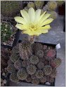 lobivia_aurea_var_shaferi-3