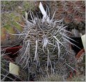 lobivia_aurea_var_tortuosa_wr711e