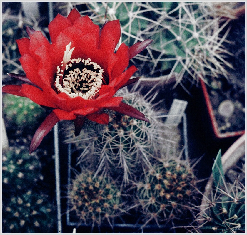 lobivia-grandiflora-var-herzogii.jpg