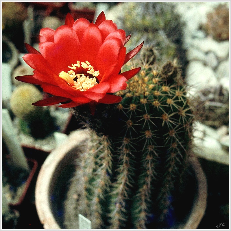 lobivia-grandiflora1.jpg