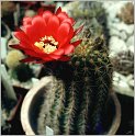 lobivia-grandiflora1