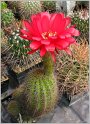 lobivia-grandiflora2