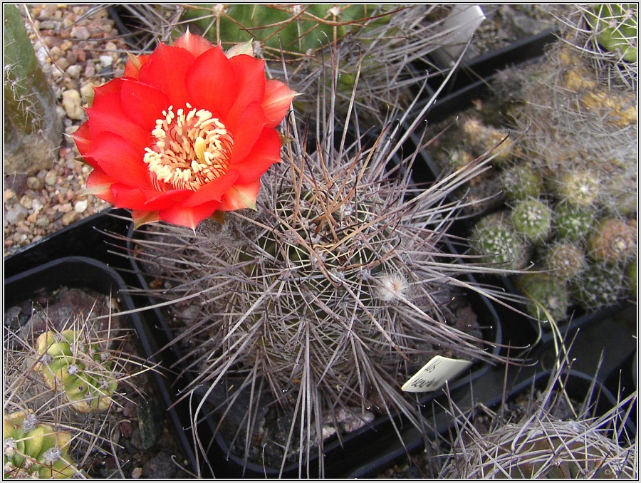 lobivia-haematantha-1.jpg