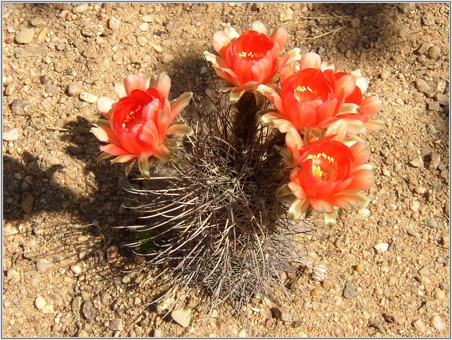 lobivia-haematantha-2.jpg