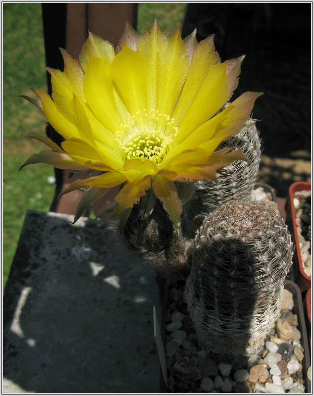 lobivia-haematantha-var-albolanata-wr585a-02.JPG